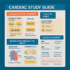 Cardiac Study Guide Notes