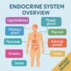 Endocrine Study Guide Notes